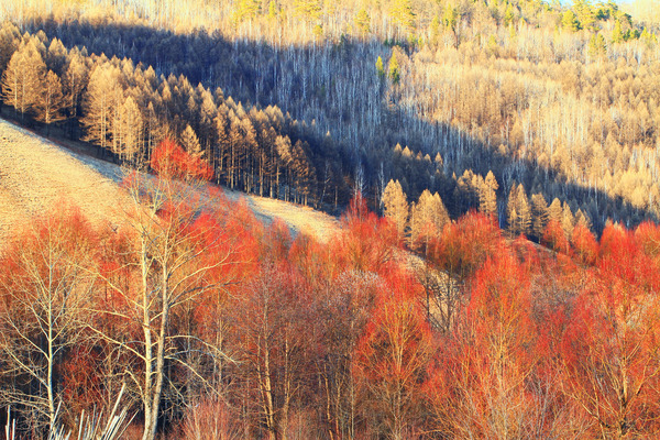 ������԰������