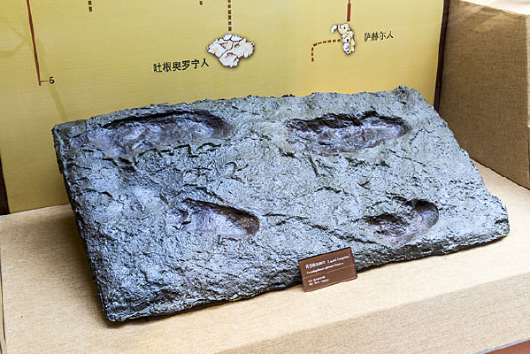 ������Գ��ӡ