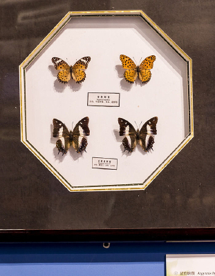 �װ����̵�