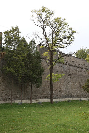 ��ǽ�µ�����