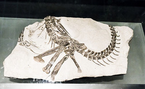 ����������