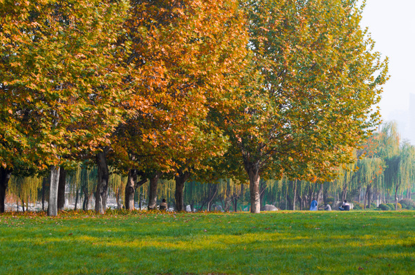 ������ƺ