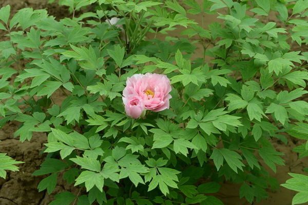 �ۺ�ĵ����