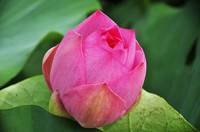 �������ŵĺɻ�