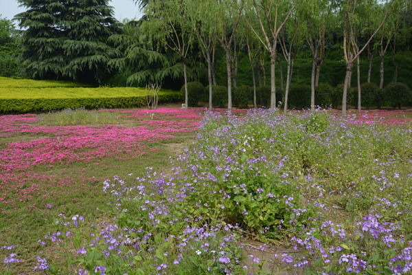 ������ľ