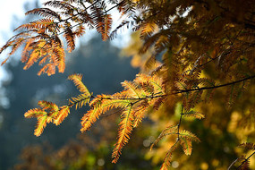 ��ɫ����Ҷ