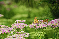 ���������ĺ���