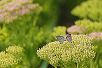 ����ĺ���