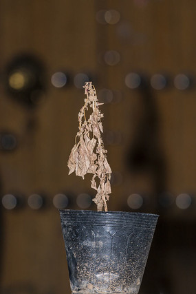 ��ή�Ļ���ֲ��