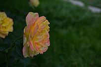 �ۻ�ɫ�¼���