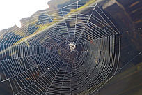 ���֩����