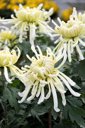 ʢ���İ�ɫ���