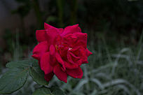 һ���ɫ�¼���