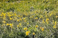 ���Ի����ݵ�Ұ����