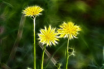 ���Ի����ѹ�Ӣ��