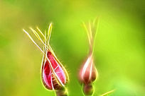 ���Ի���Ұõ�廨�١�