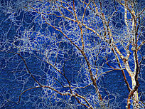 ���Ի�����֦��ڡ��