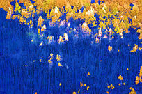 ����ˮ�ʻ���ɭ�ֺ����ҡ�