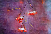 �����ͻ������ѩ�ϡ�