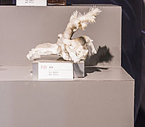 ���ݱϽ���ʯ