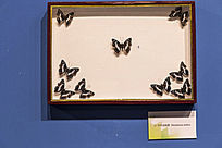 �������̵�