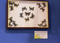 �������̵�