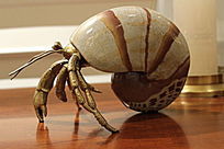 �Ҿ�װ��ͭ���ֹ���Ʒ