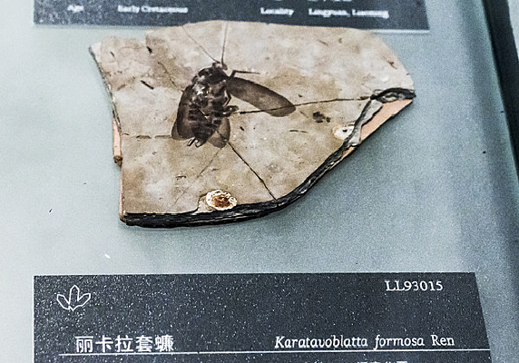 辽宁的丽卡拉套蠊