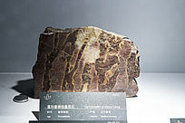 ������������֦����ʯ