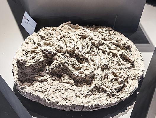 辽宁鹦鹉嘴龙
