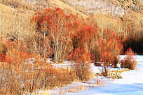 �ֺ�ѩԭ����