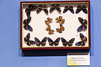 �����̵�