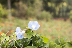 ǣţ��ֲ�ﻨ�ݻ�