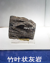 ��Ҷ״����