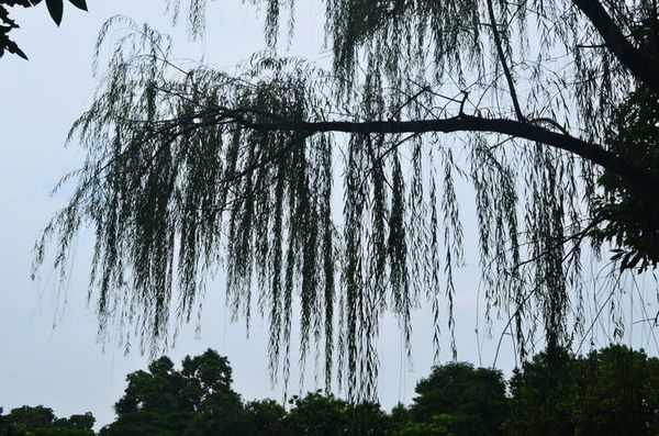 �����羰ͼƬ