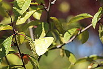 ������֦�ϵĺ���