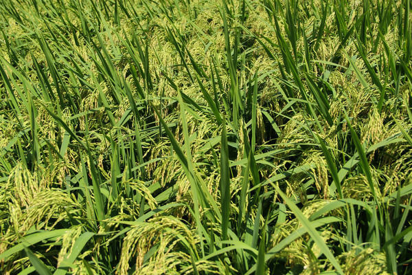 ������԰���ȷ���