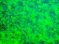 ���Ի���������ɫֲ�