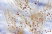 ���Ի���ѩԭ�춹��