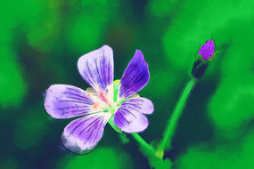 ���Ի���Ұ����