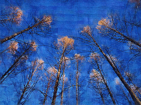 �����ͻ������֡�