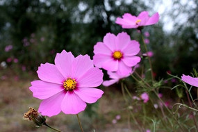 �ۺ�ɫ�ĸ�ɣ��