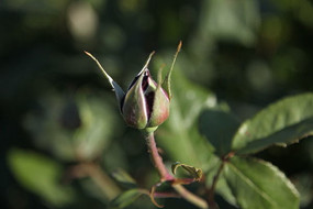 �������ŵ��¼�