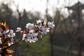 ʢ������Ҷ��