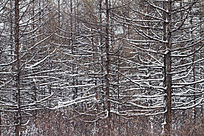 ����ѩ��