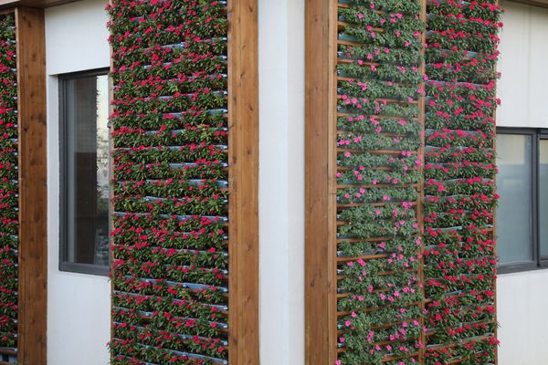 ������ֲ