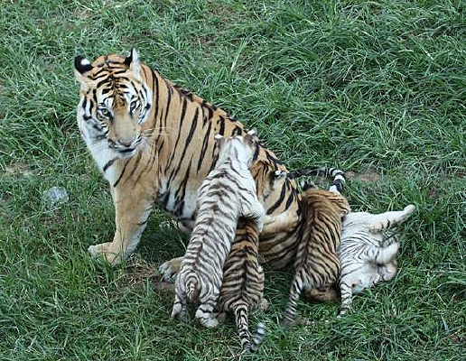 ���ϻ���С�ϻ�