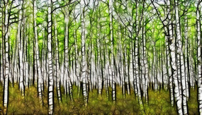 ���Ի��������֡�