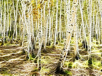 ���Ի��������ַ羰��