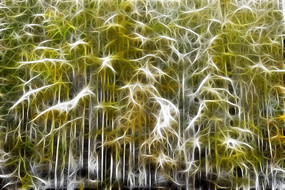 ���Ի���������ѩ��